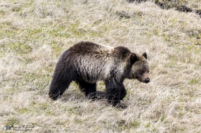 Grizzly Bear May 2025